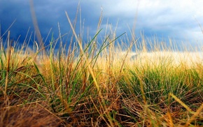 nature, grass, field