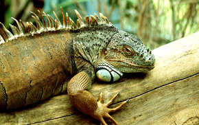 nature, animals