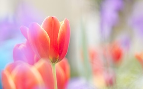 flower, red, flowers