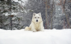 winter, dog, animals, snow