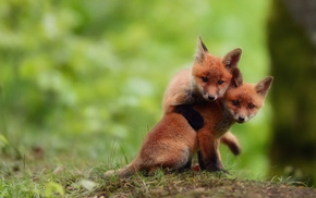 animals