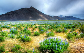 nature, mountain, flowers, field, landscape