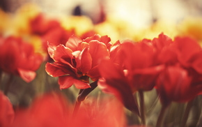 field, flowers, macro