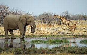 animals