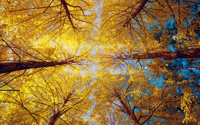 trees, forest, autumn