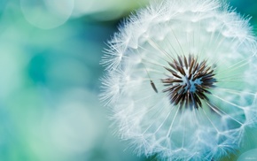 flowers, macro