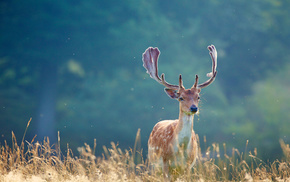 animals, horns, deer, grass