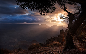 tree, nature