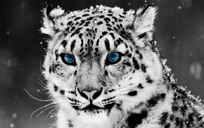 leopard, animals, blue eyes