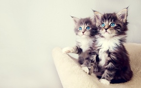 animals, kittens, blue eyes