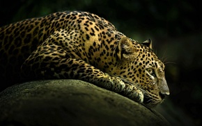 animals, animals, leopard