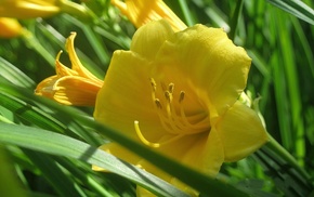 flowers, summer, yellow