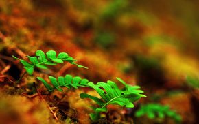 macro, Earth, leaves