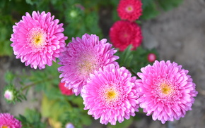 summer, flowers