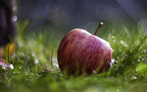 macro, grass