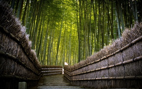 nature, fence, road