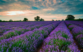 field, nature, sky, clouds