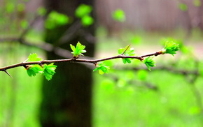forest, greenery, branch, spring