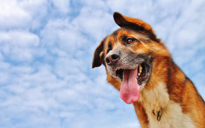 animals, clouds, dog