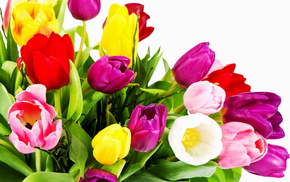 flowers, tulips, yellow, red, white