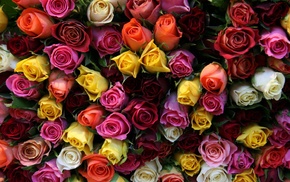 bouquet, roses, flower, flowers, stunner