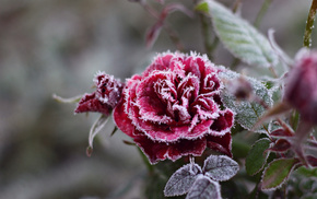 frost, flowers, flower, cold, rose