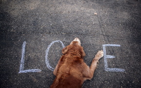 animals, street, dog