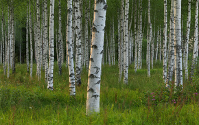trees, nature