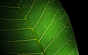 light, green, leaf, macro