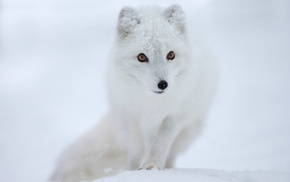 snow, animals