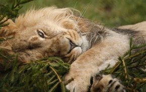 animals