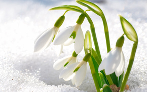 petals, flowers, snow