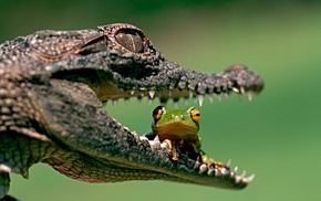 animals