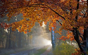 mist, trees, autumn