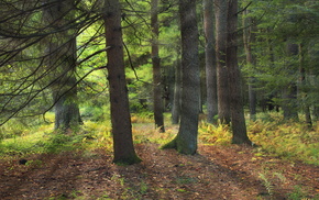 landscape, nature, forest