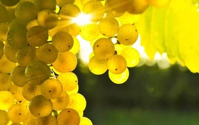macro, Sun, grapes