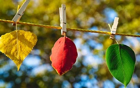 yellow, green, red, autumn, leaves