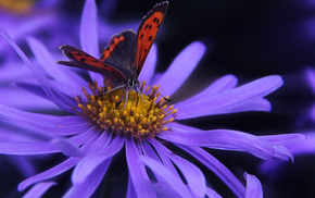 butterfly, background, flower, stunner