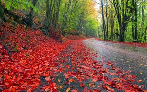 landscape, road, sky, trees, leaves