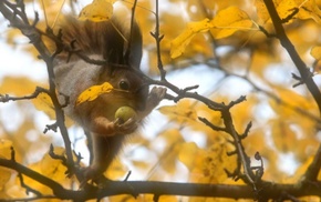 autumn, squirrel, leaves