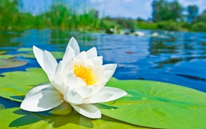 petals, flower, flowers