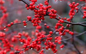 drops, red, branch, berries, rain