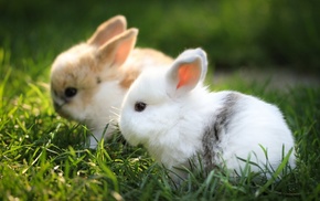 animals
