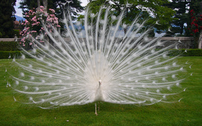 stunner, tail, bird, feathers