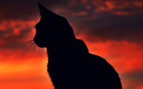 silhouette, animals, cat, sunset