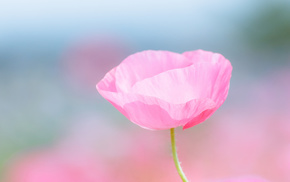 flowers, motion blur, macro, pink, field