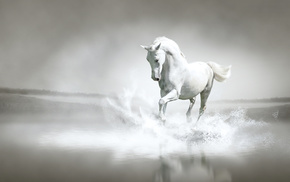 water, horse, splash, coast, river