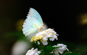 butterfly, flower, white, macro, wings