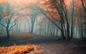 autumn, forest, mist