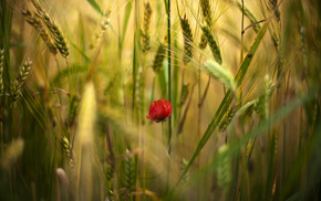 poppies, flower, field, red, flowers